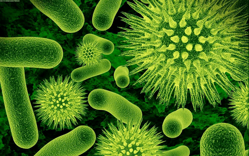 How do bacteria enter the body 