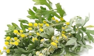 herb for the treatment of prostatitis