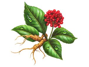 Ginseng - a folk remedy for inflammatory prostate disease